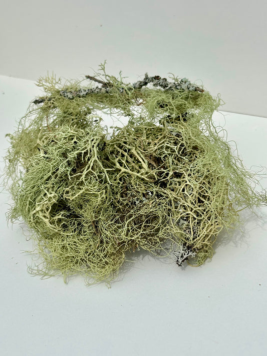 Lichen, dried lichen for reptile enclosures and isopods