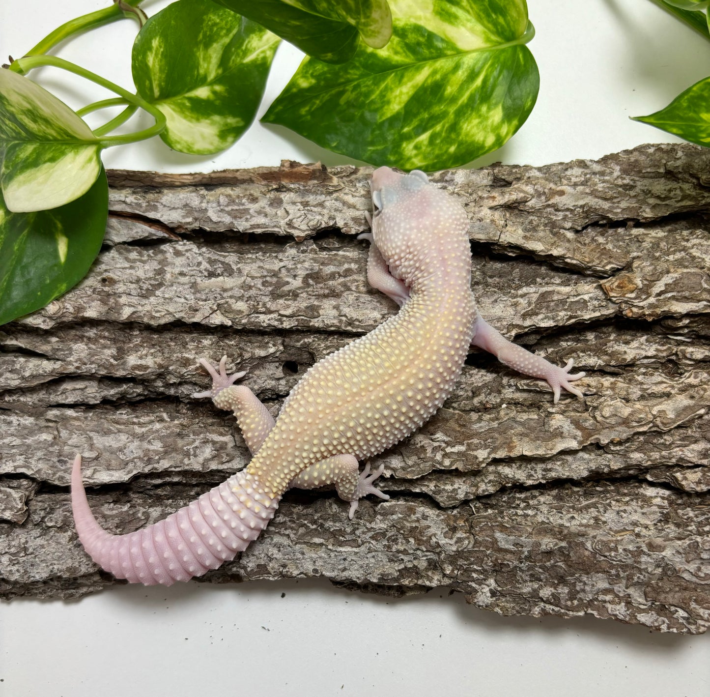 Diablo Blanco Leopard Gecko TRJ-43