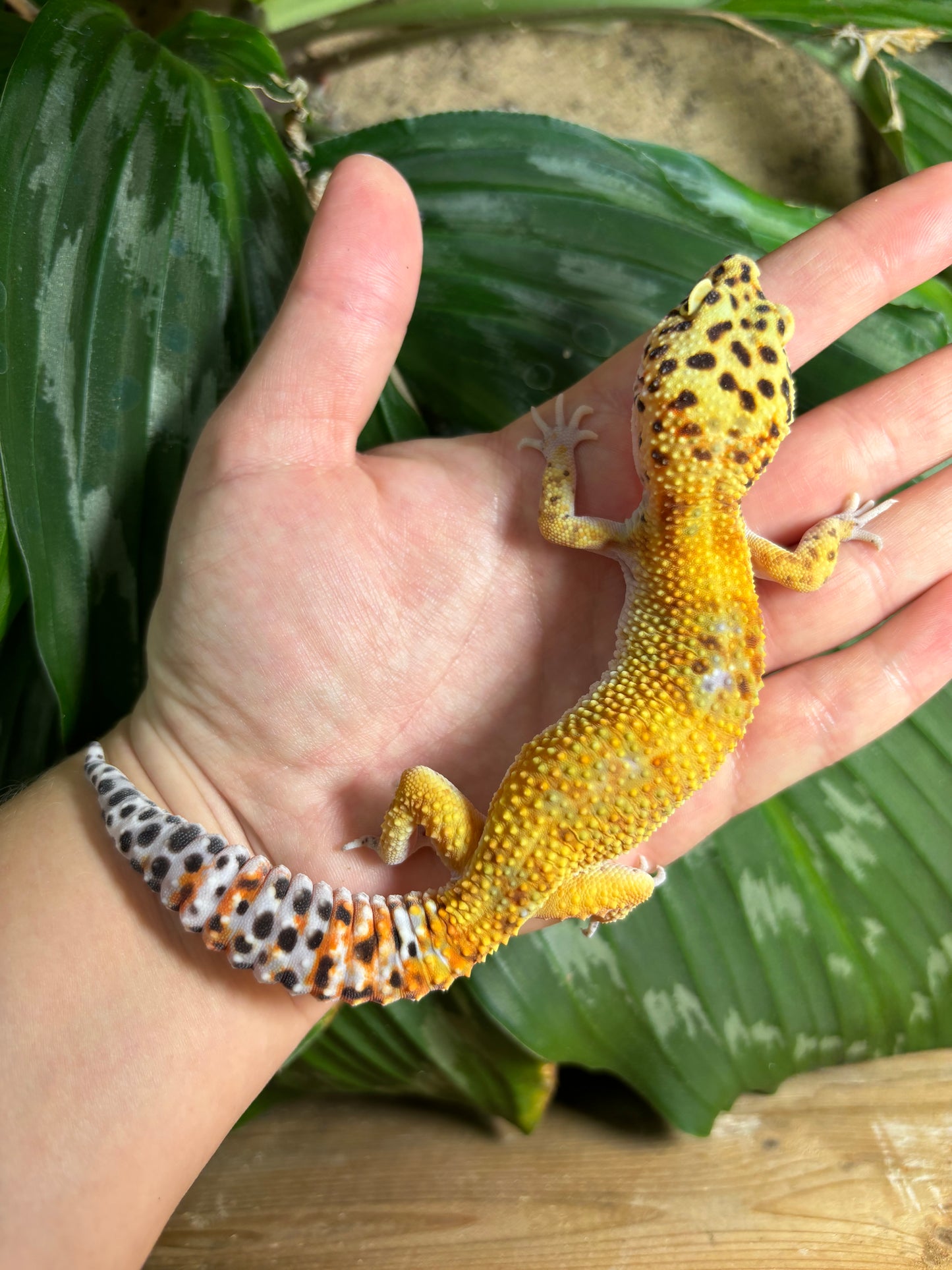 Electric Tangerine Leopard Gecko TRJ-23