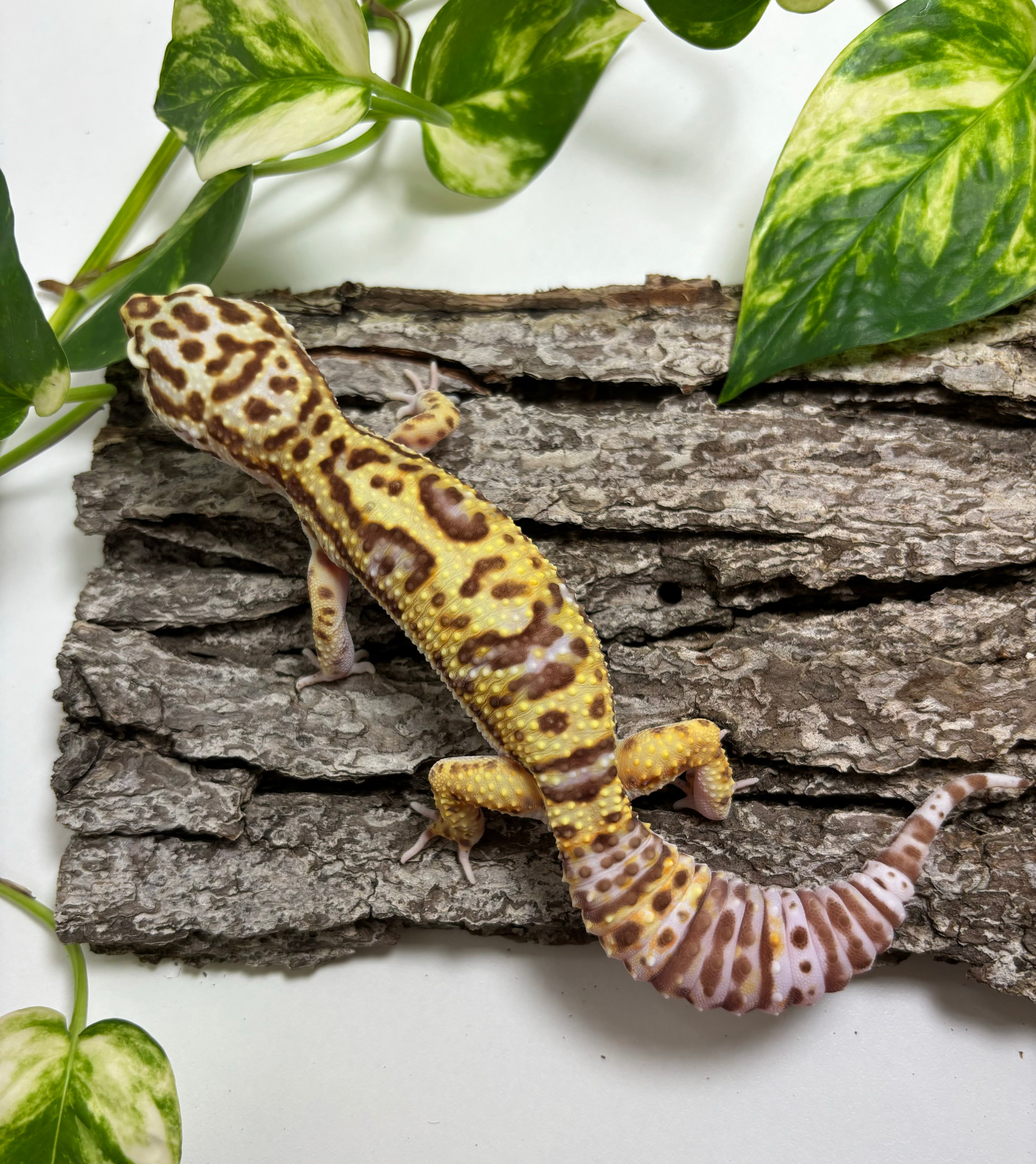W&Y Bell Albino Leopard Gecko -- TRJ-BA-11 – The Reptile Jungle