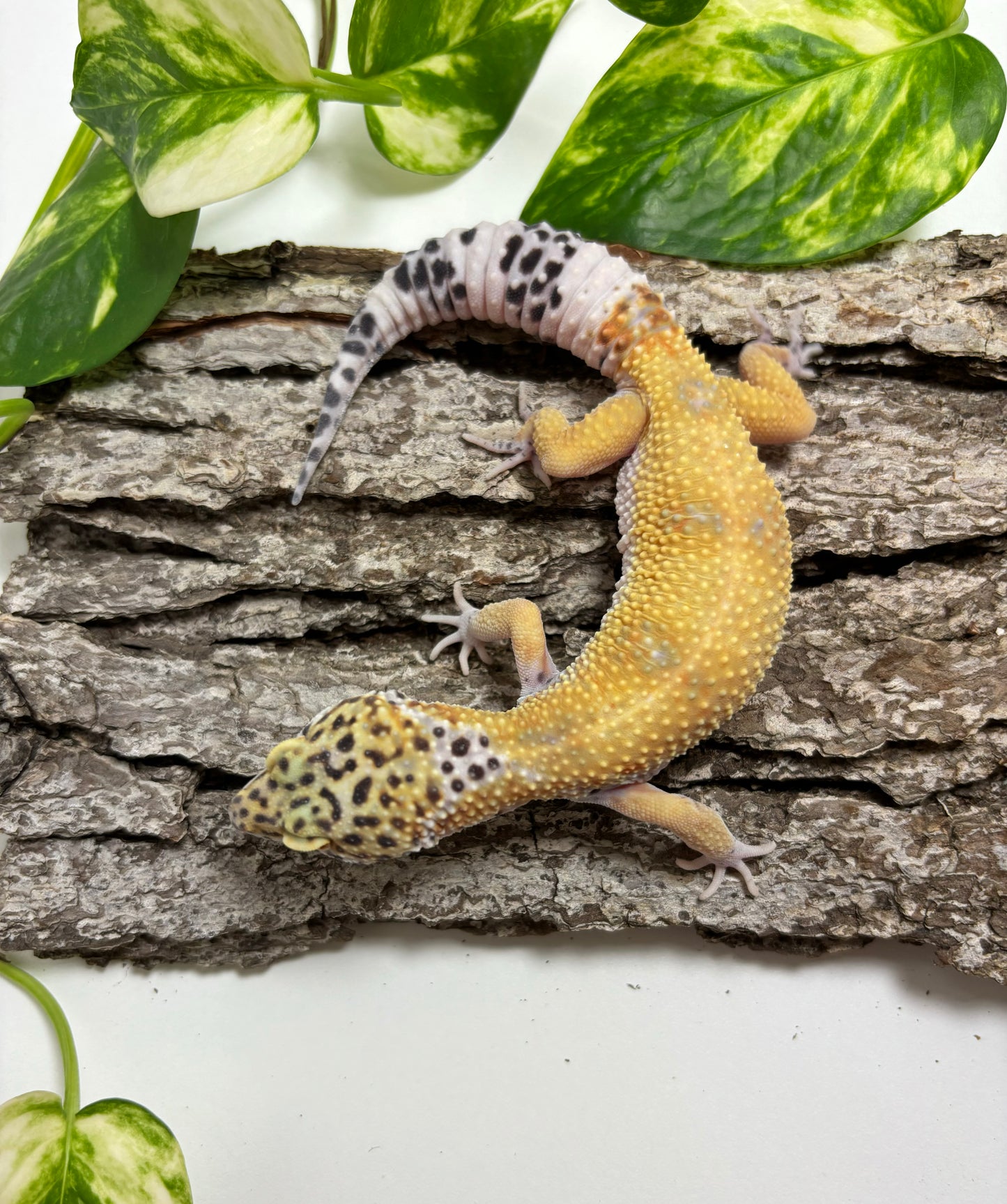 Mack Snow Electric Tangerine Leopard Gecko, TRJ-28