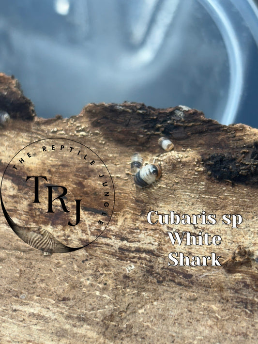 Cubaris sp White Shark Isopods
