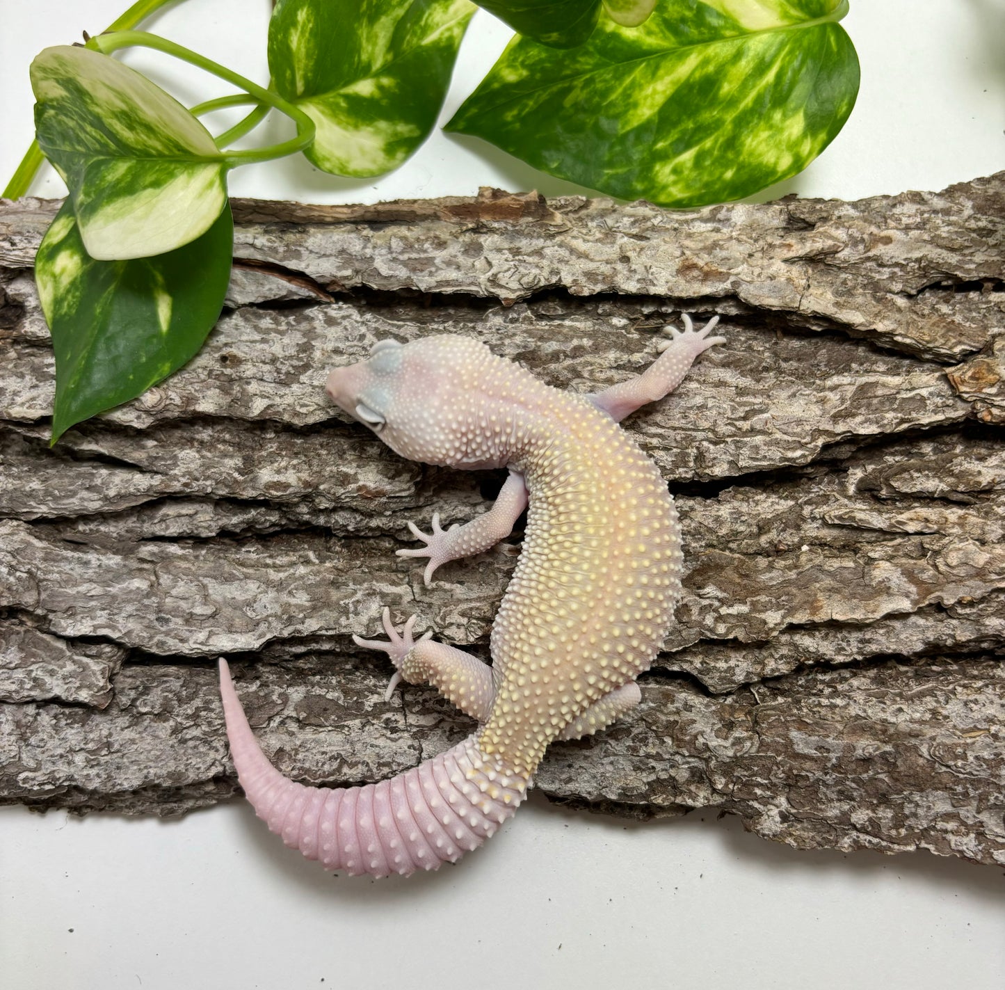Diablo Blanco Leopard Gecko TRJ-43