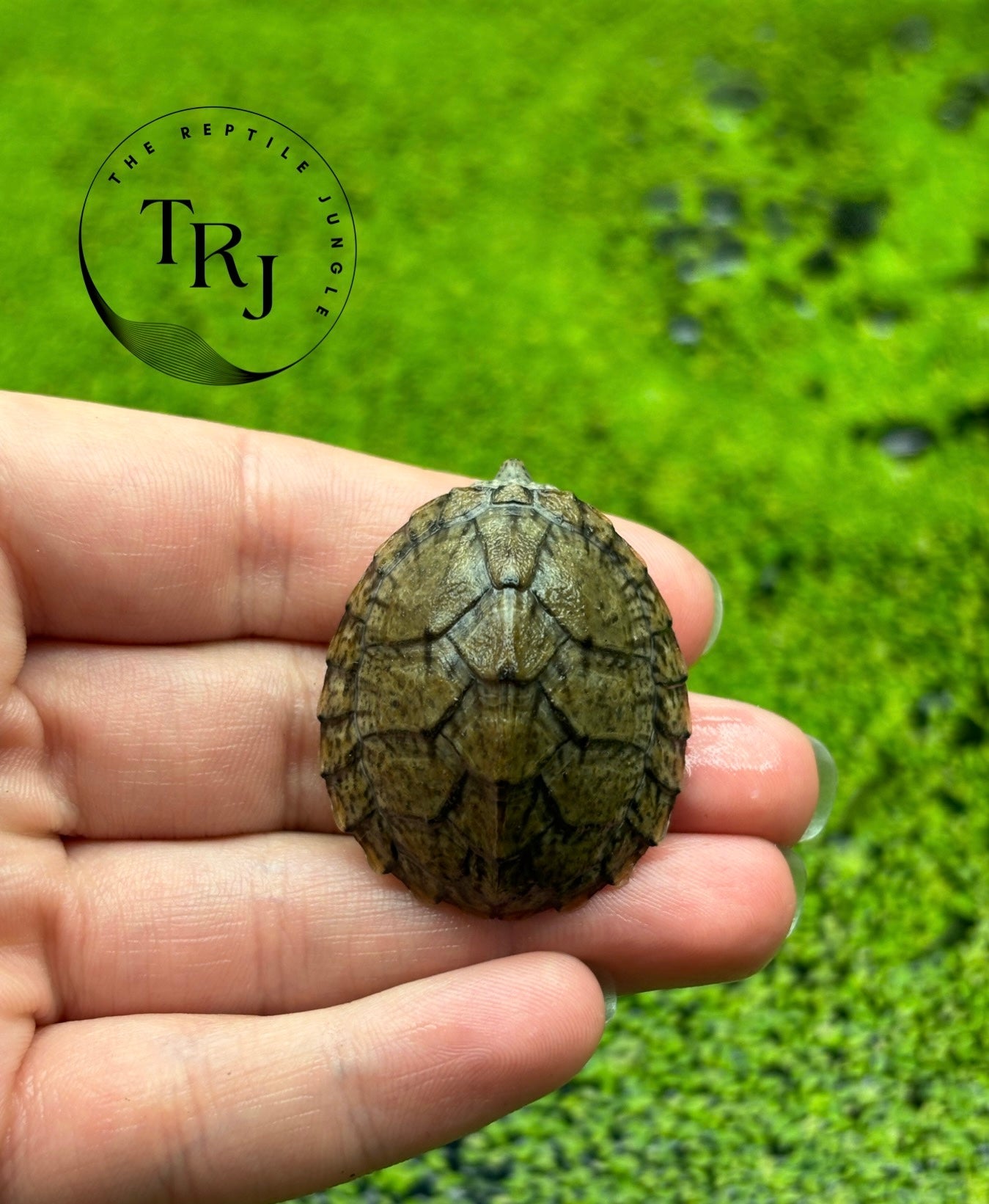 Razorback Musk Turtle