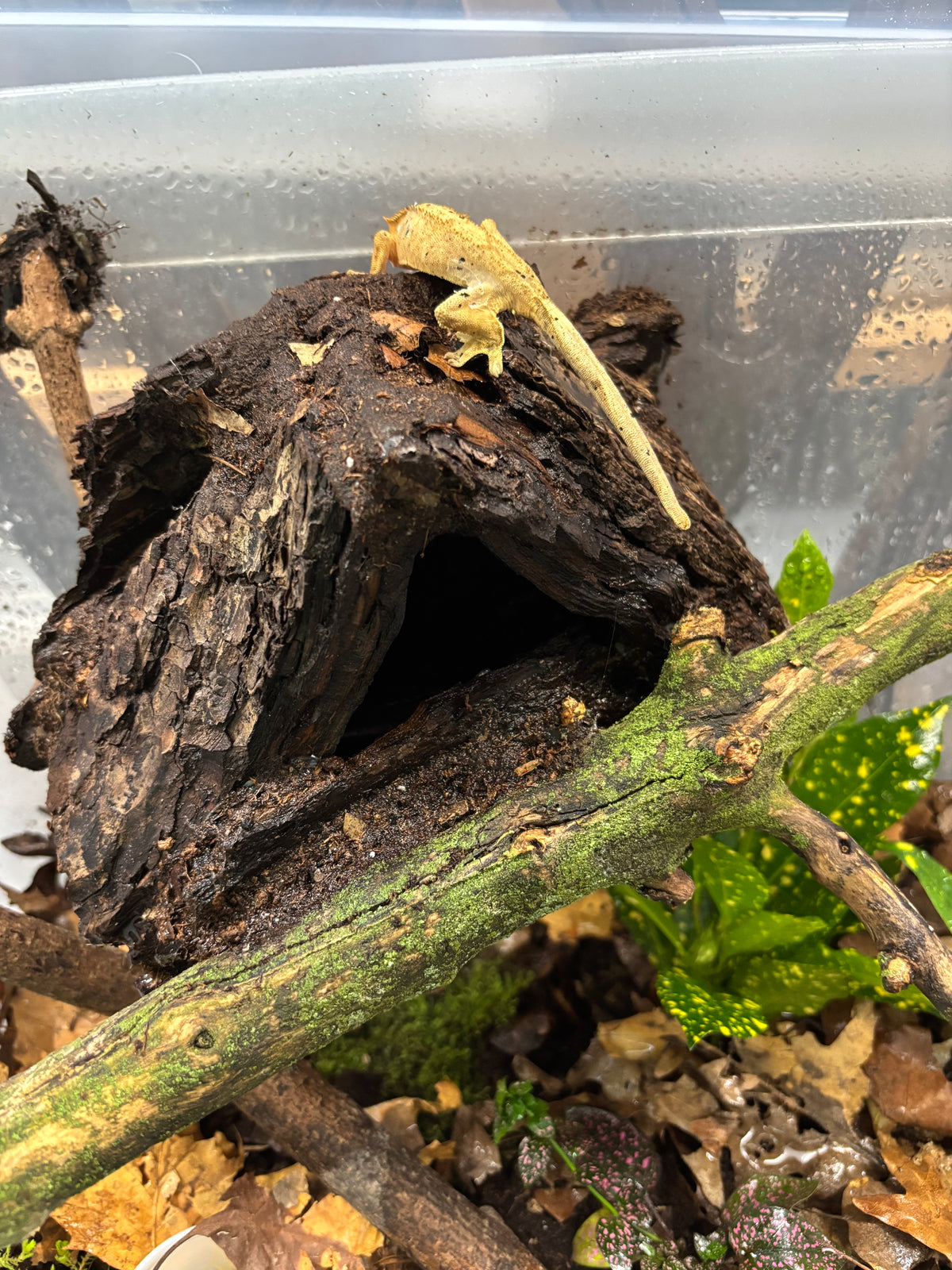 Small Handmade OOAK Wooden Hide / House, Gecko House, Reptile Hide