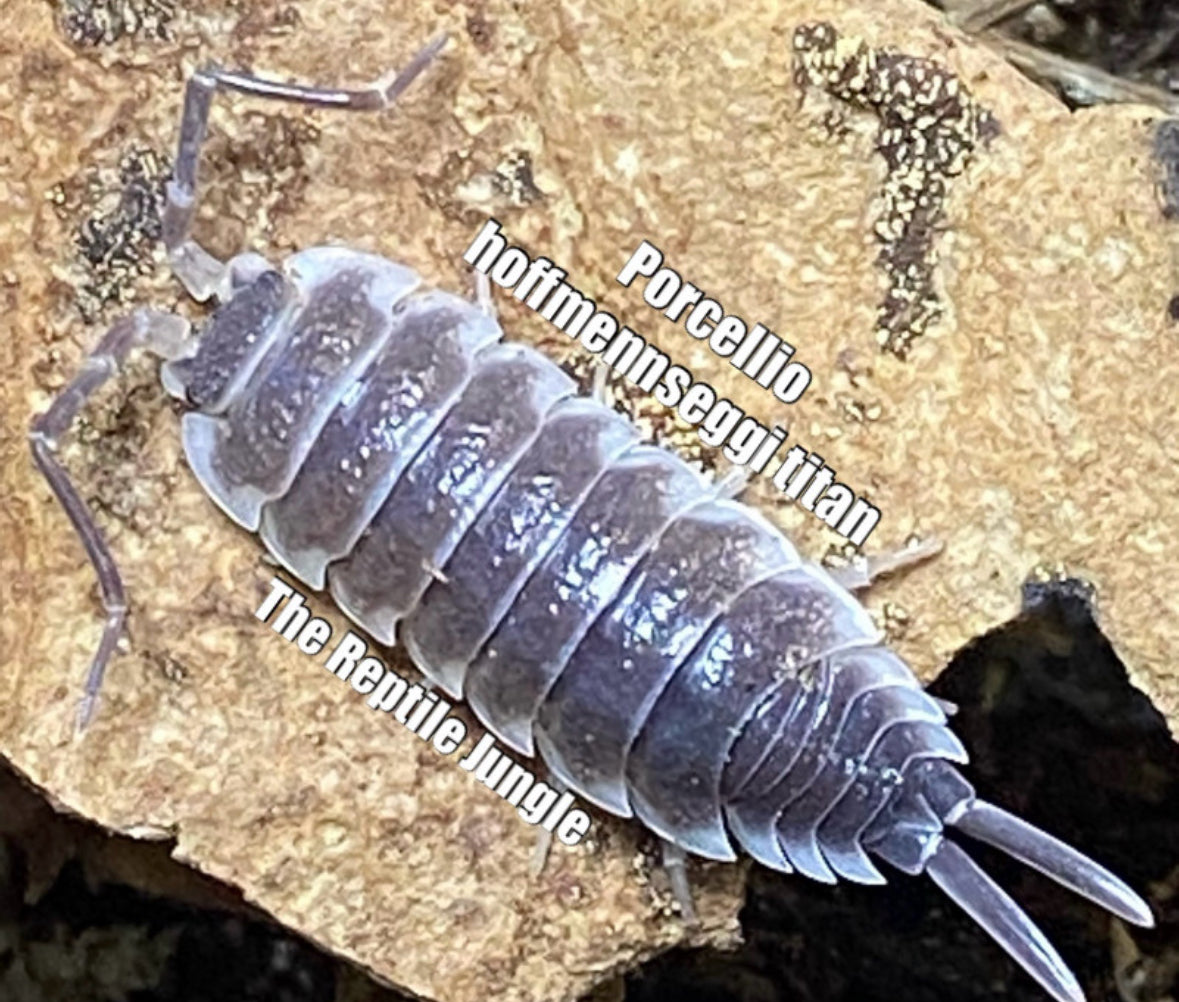 Porcellio hoffmennseggi Titan Isopods