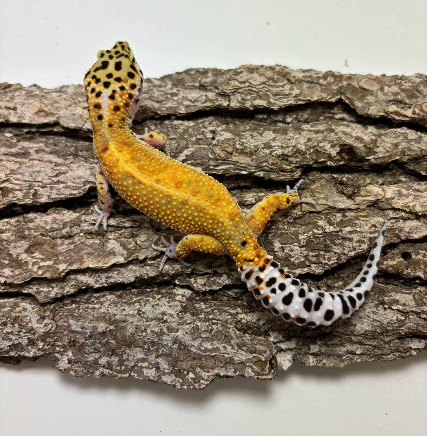 Mack Snow Electric Tangerine Leopard Gecko TRJ-17