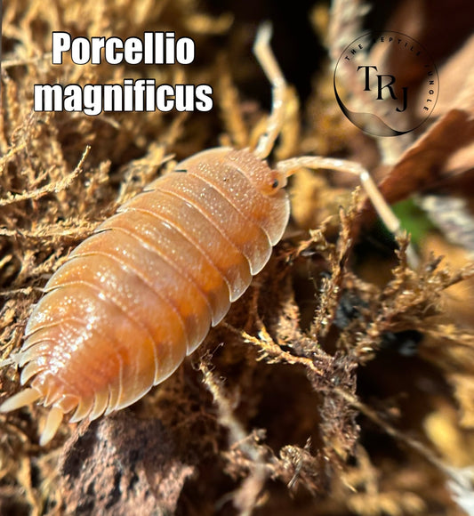 Porcellio magnificus Isopods