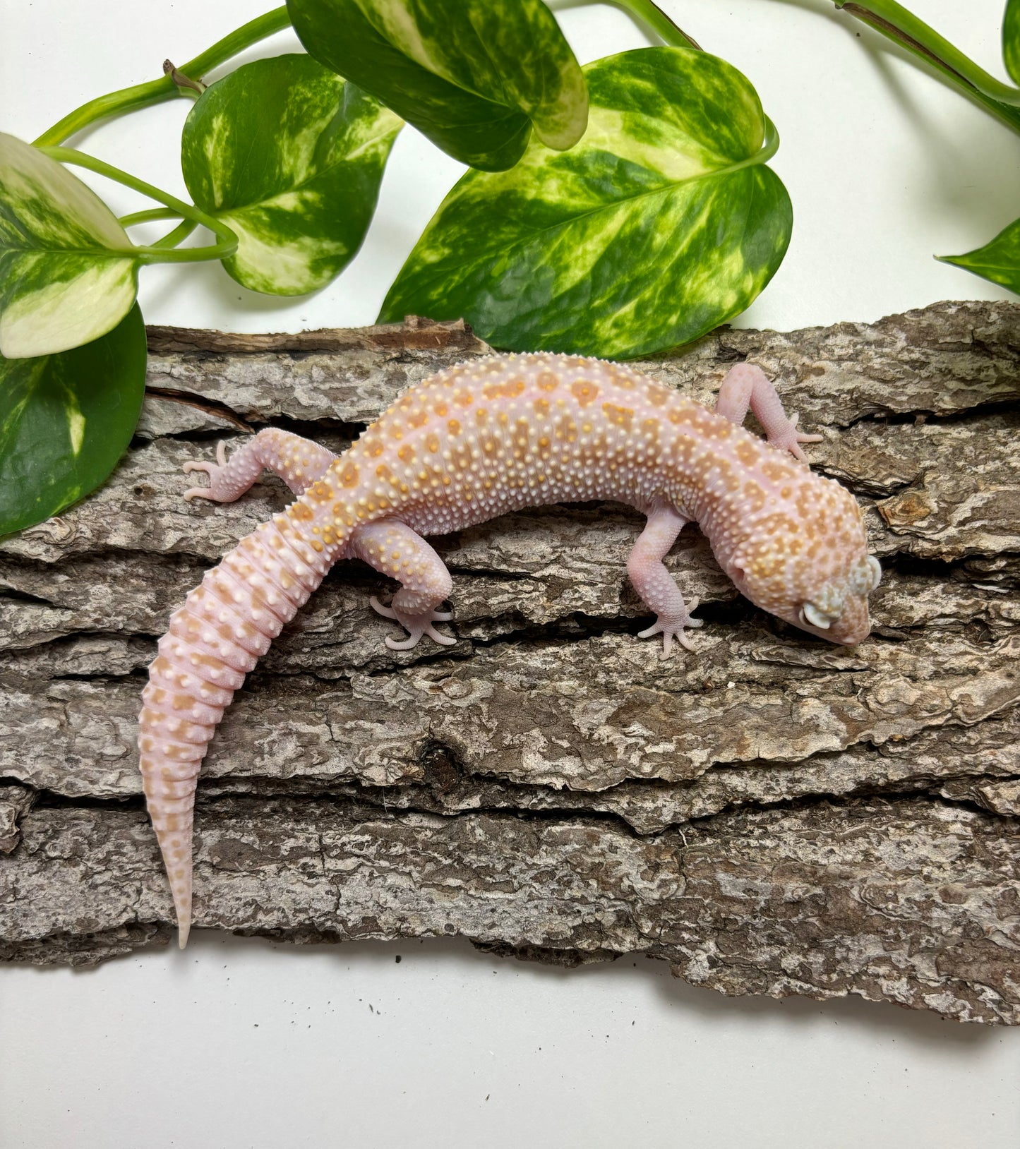 Super Nova Female Leopard Gecko TRJ-35