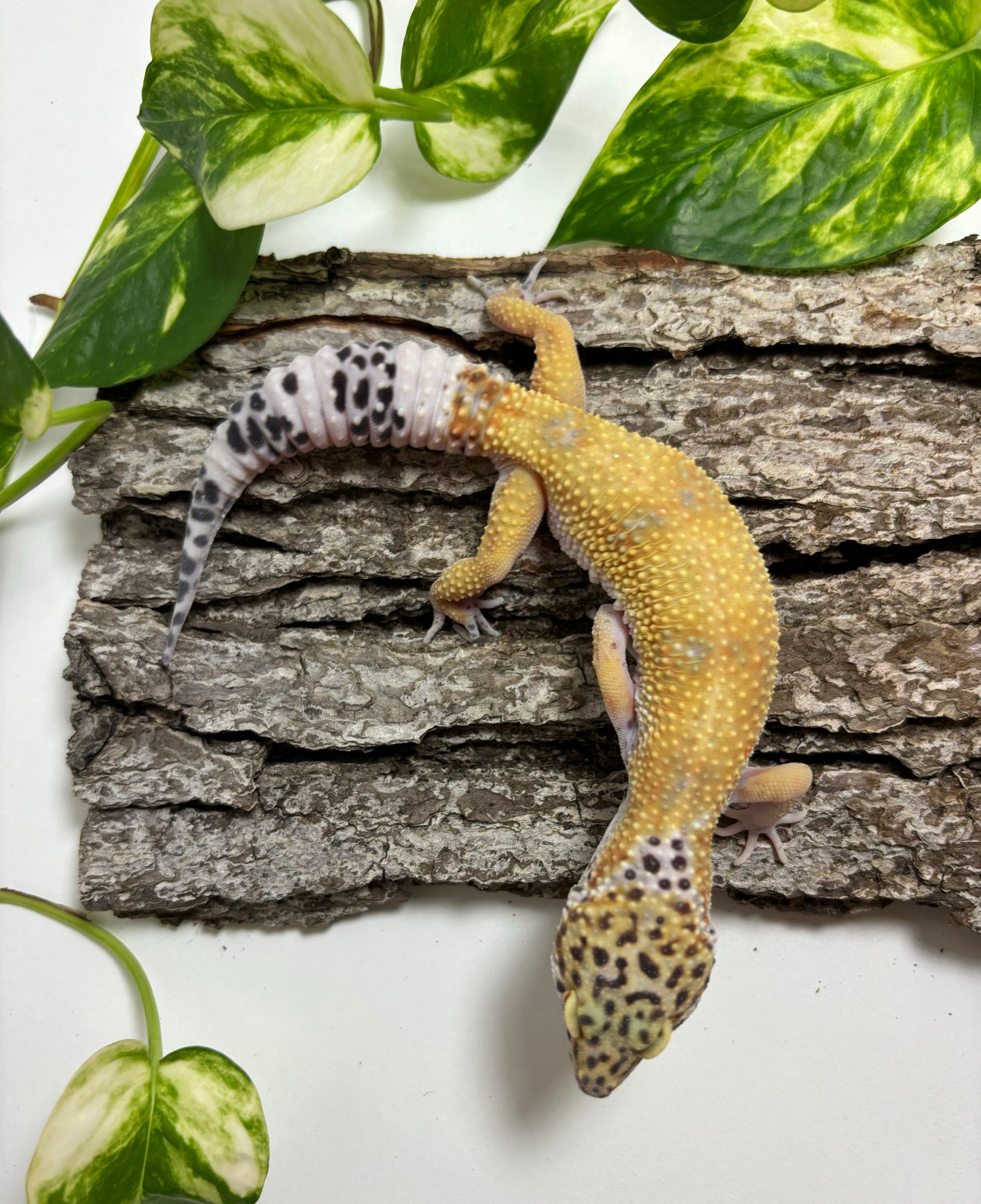 Mack Snow Electric Tangerine Leopard Gecko, TRJ-28