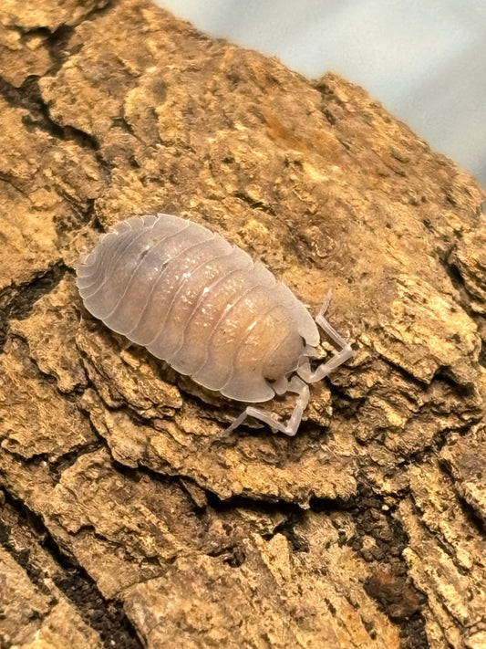 Porcellio Incanus Baeticensis Violet Isopod