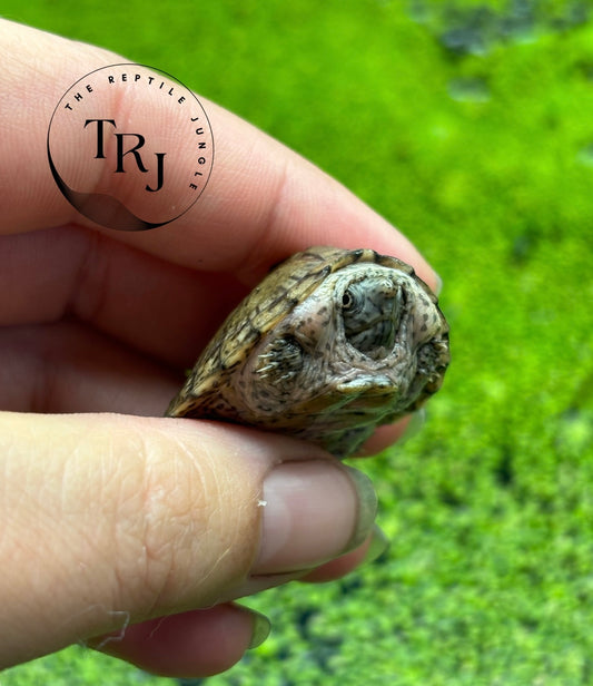Razorback Musk Turtle