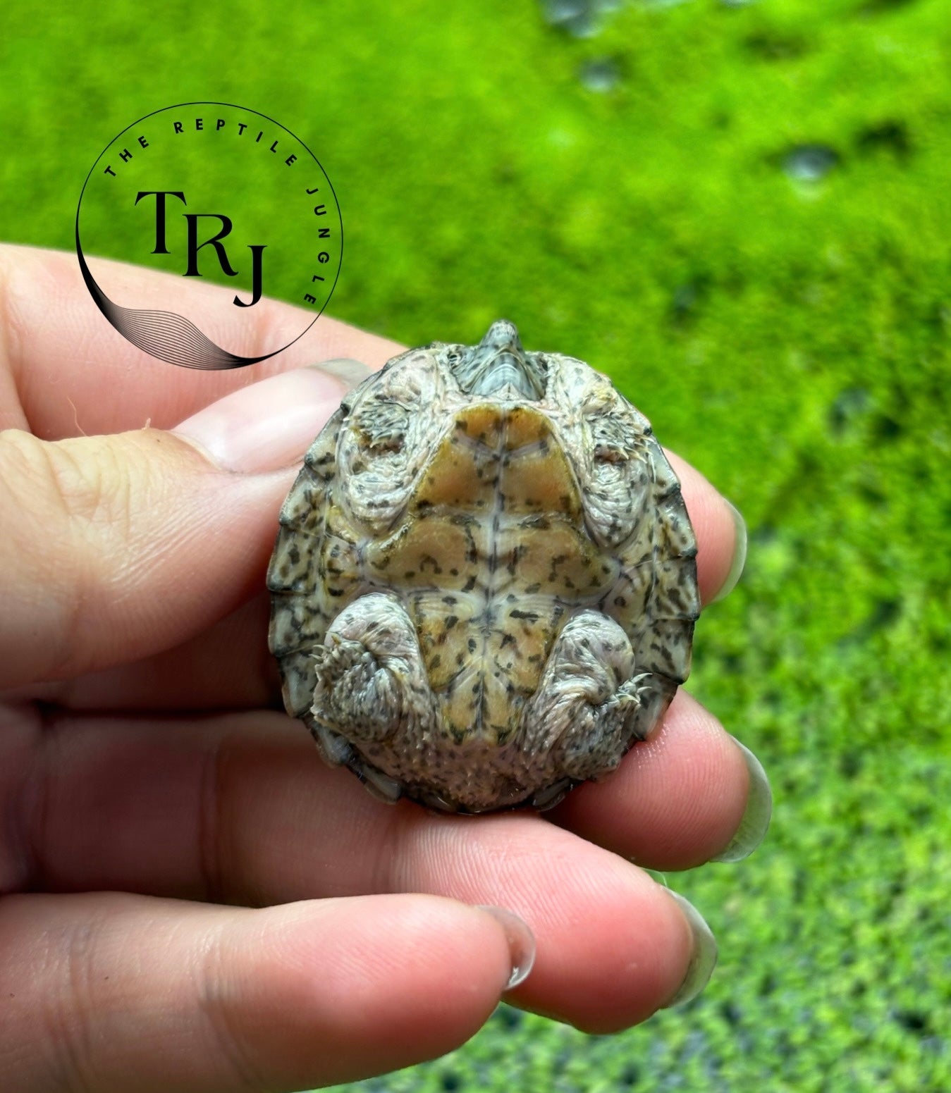 Razorback Musk Turtle
