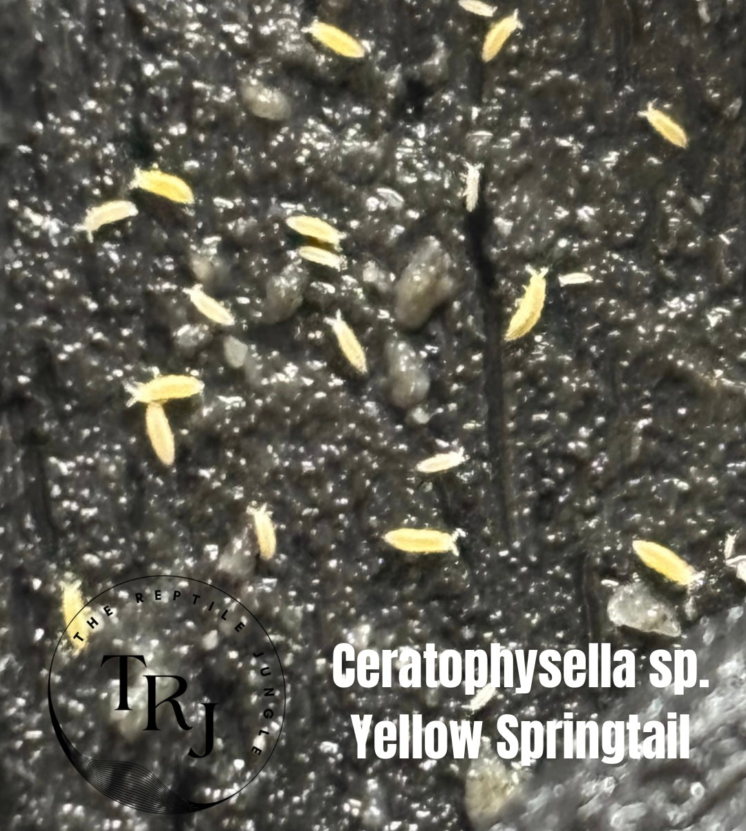 Ceratophysella sp. Yellow Springtail Culture, Springtails