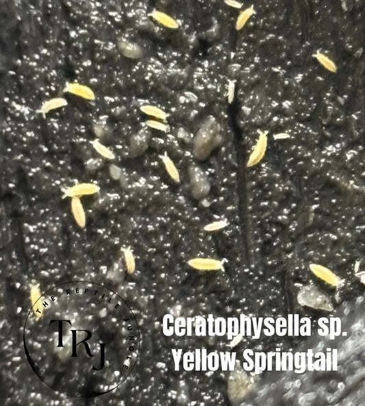Ceratophysella sp. Yellow Springtail Culture, Springtails