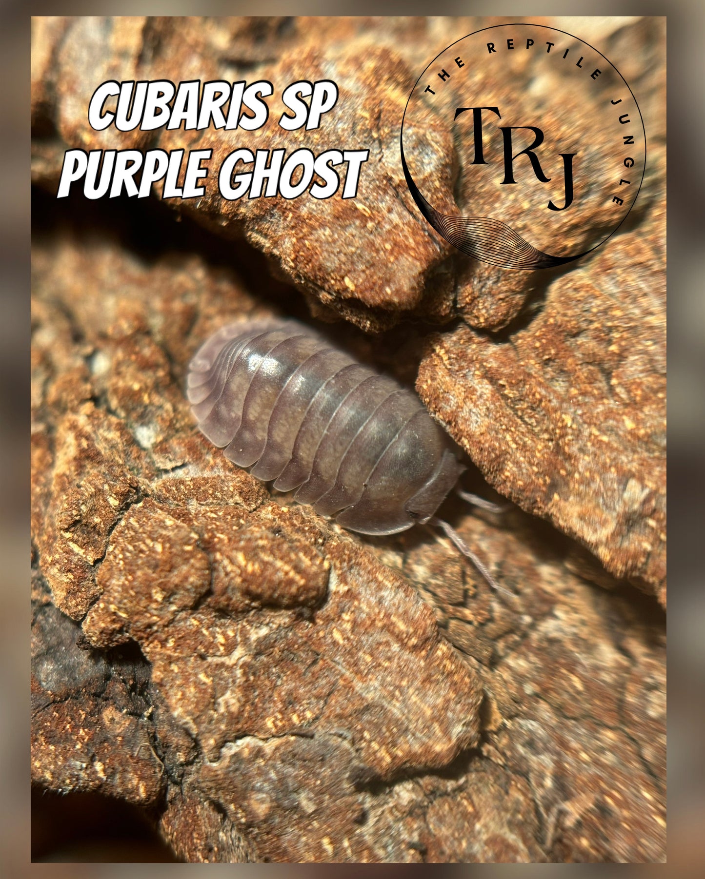 Cubaris sp Purple Ghost Isopods
