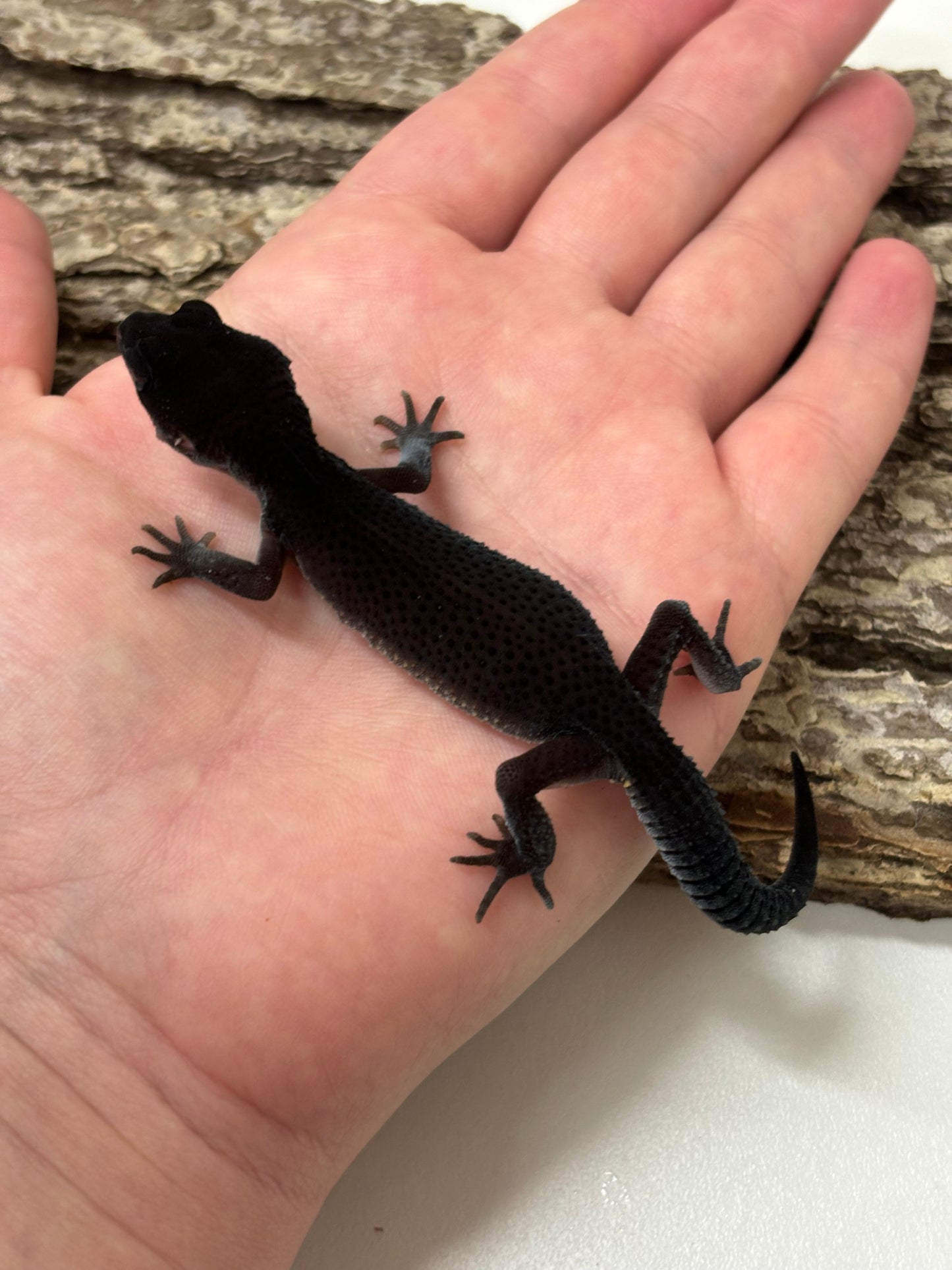 Black Night Leopard Gecko