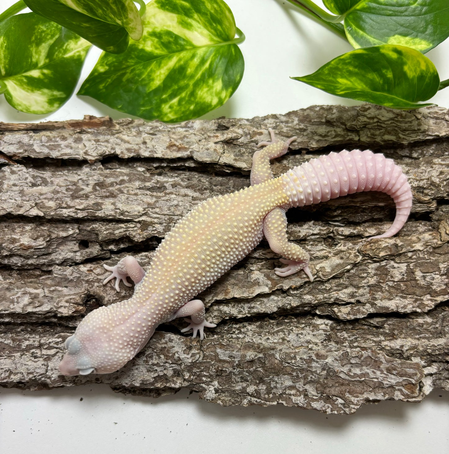 Diablo Blanco Leopard Gecko TRJ-43
