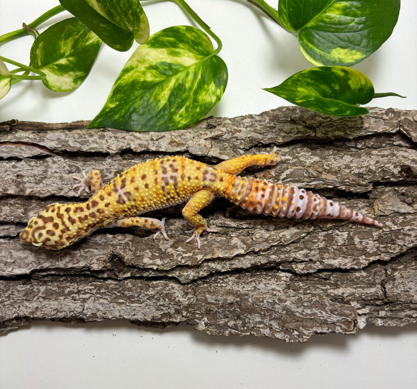 White & Yellow Bell Albino Leopard Gecko TRJ-20