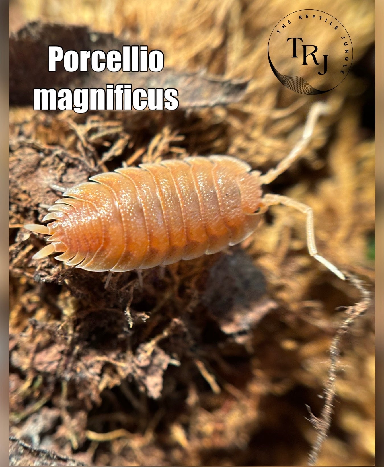 Porcellio magnificus Isopods