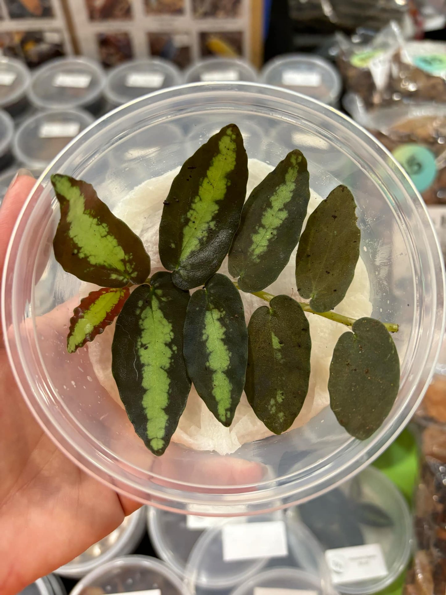 Pellionia repens - Vine for vivarium, terrarium plant