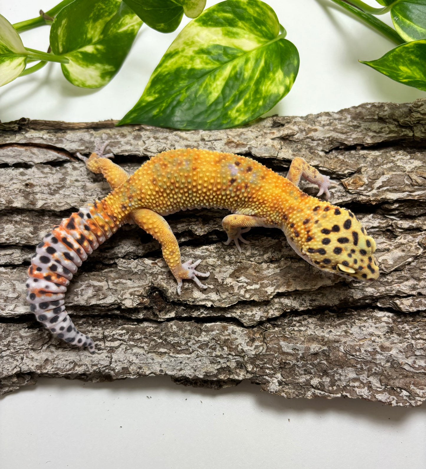 Electric Tangerine Leopard Gecko TRJ-23