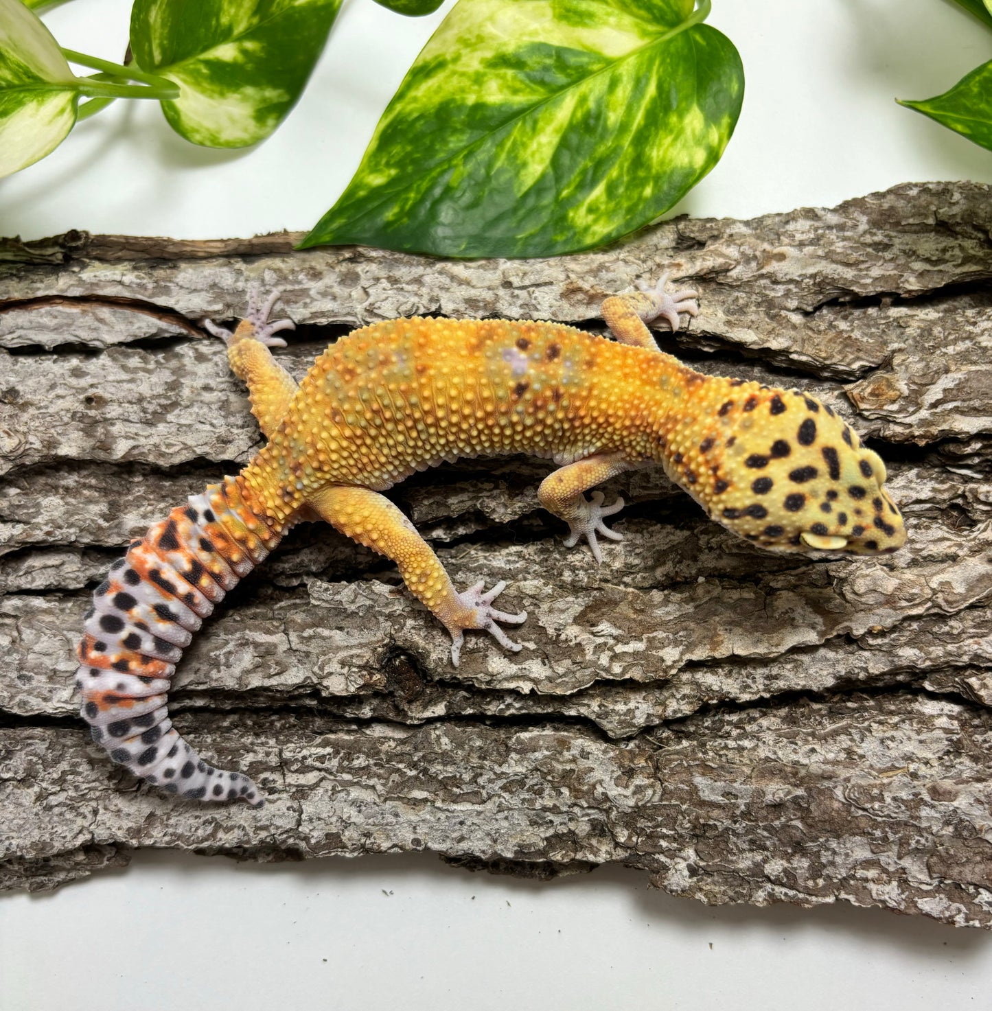 Electric Tangerine Leopard Gecko TRJ-23