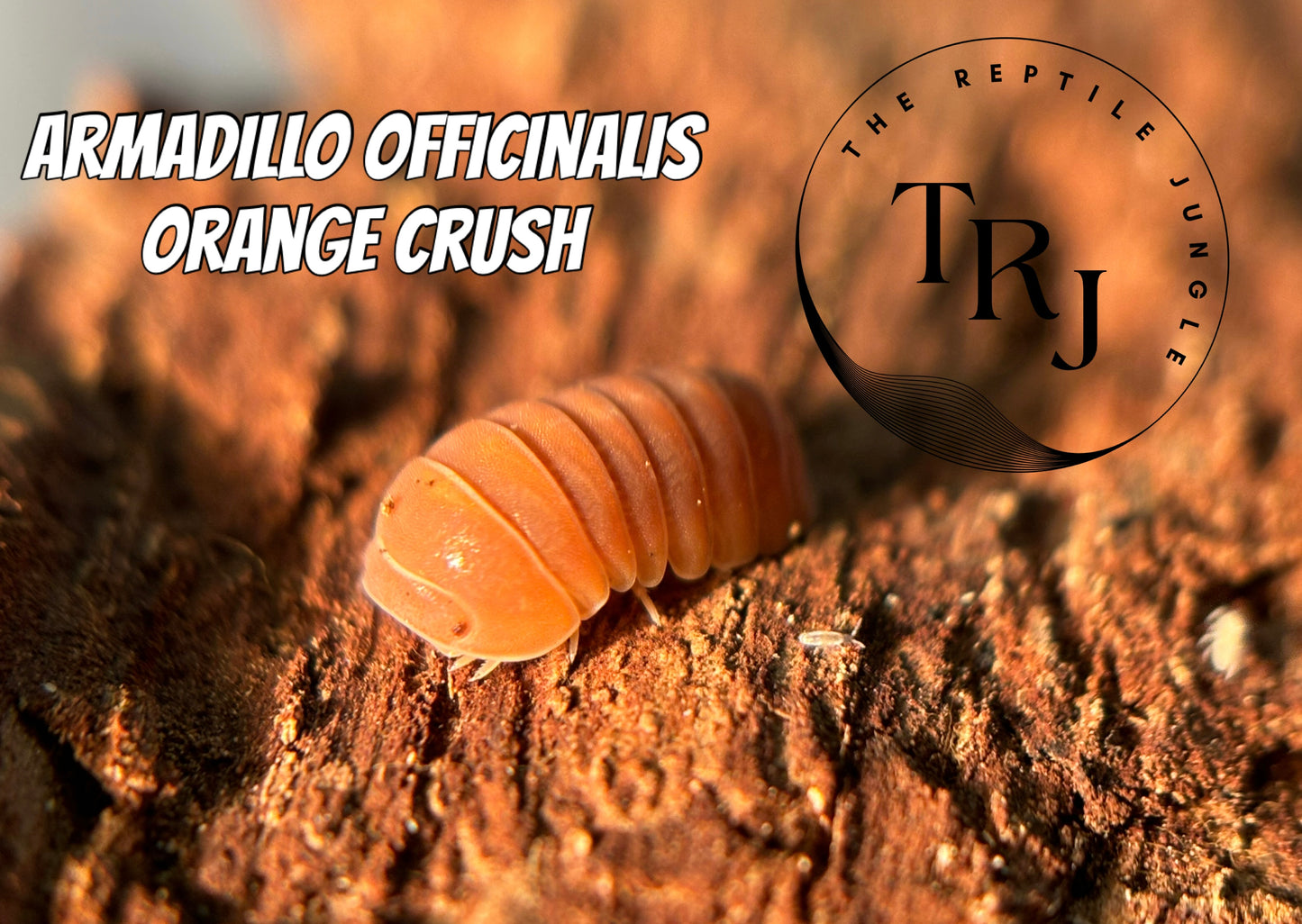 Armadillo officinalis Orange Crush Isopods