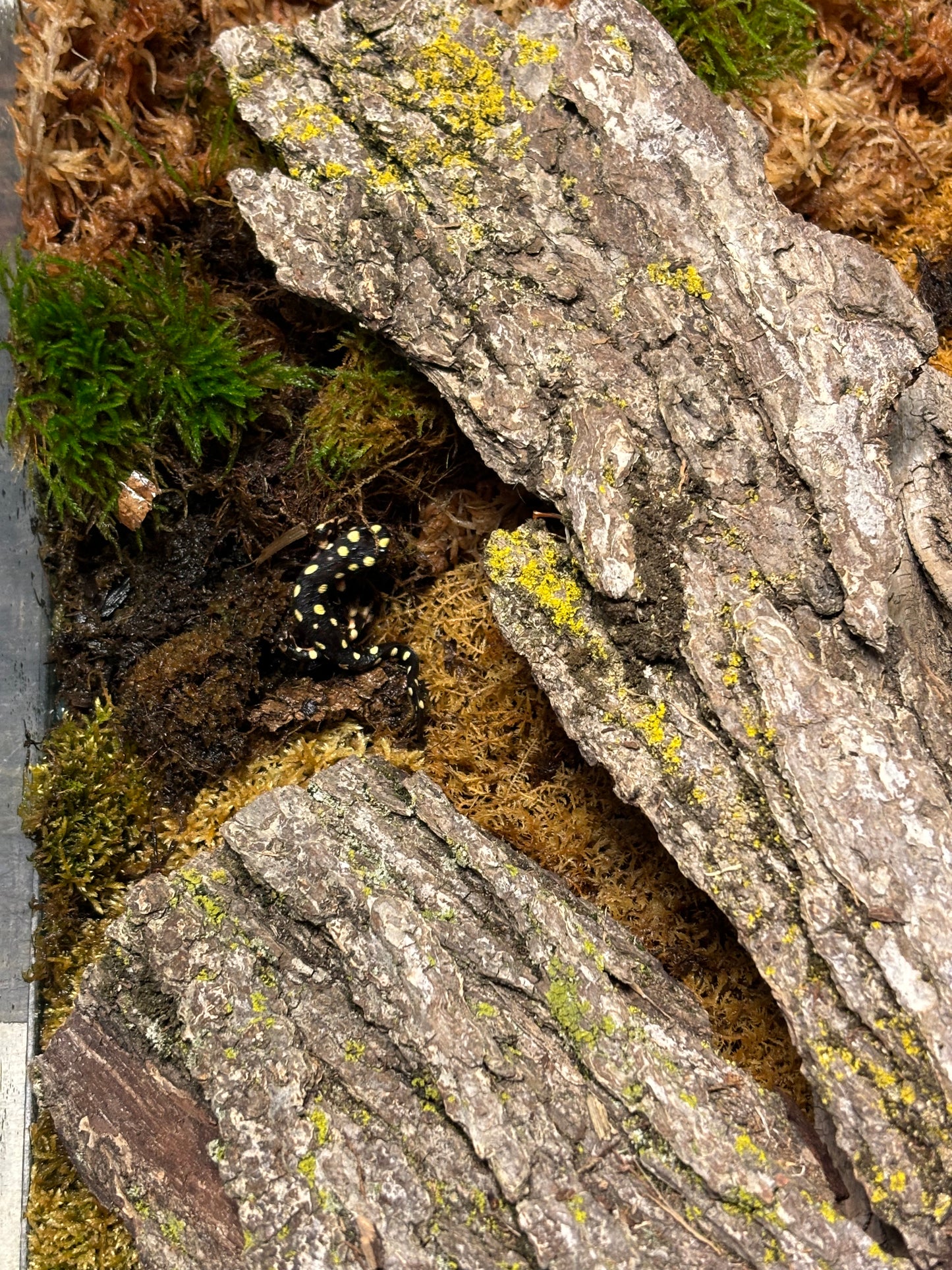Yellow Spotted Turkish Newts