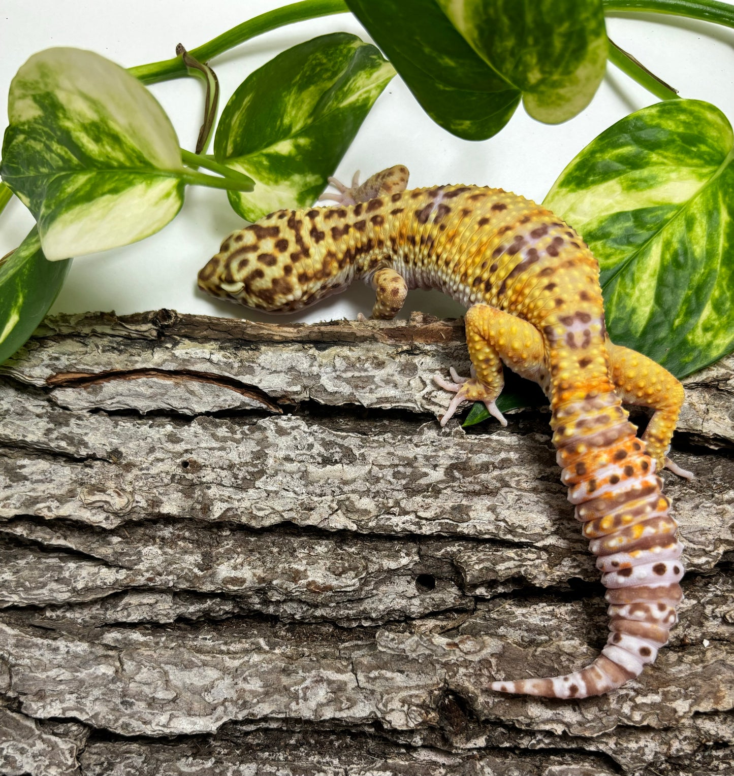 White & Yellow Bell Albino Leopard Gecko TRJ-20