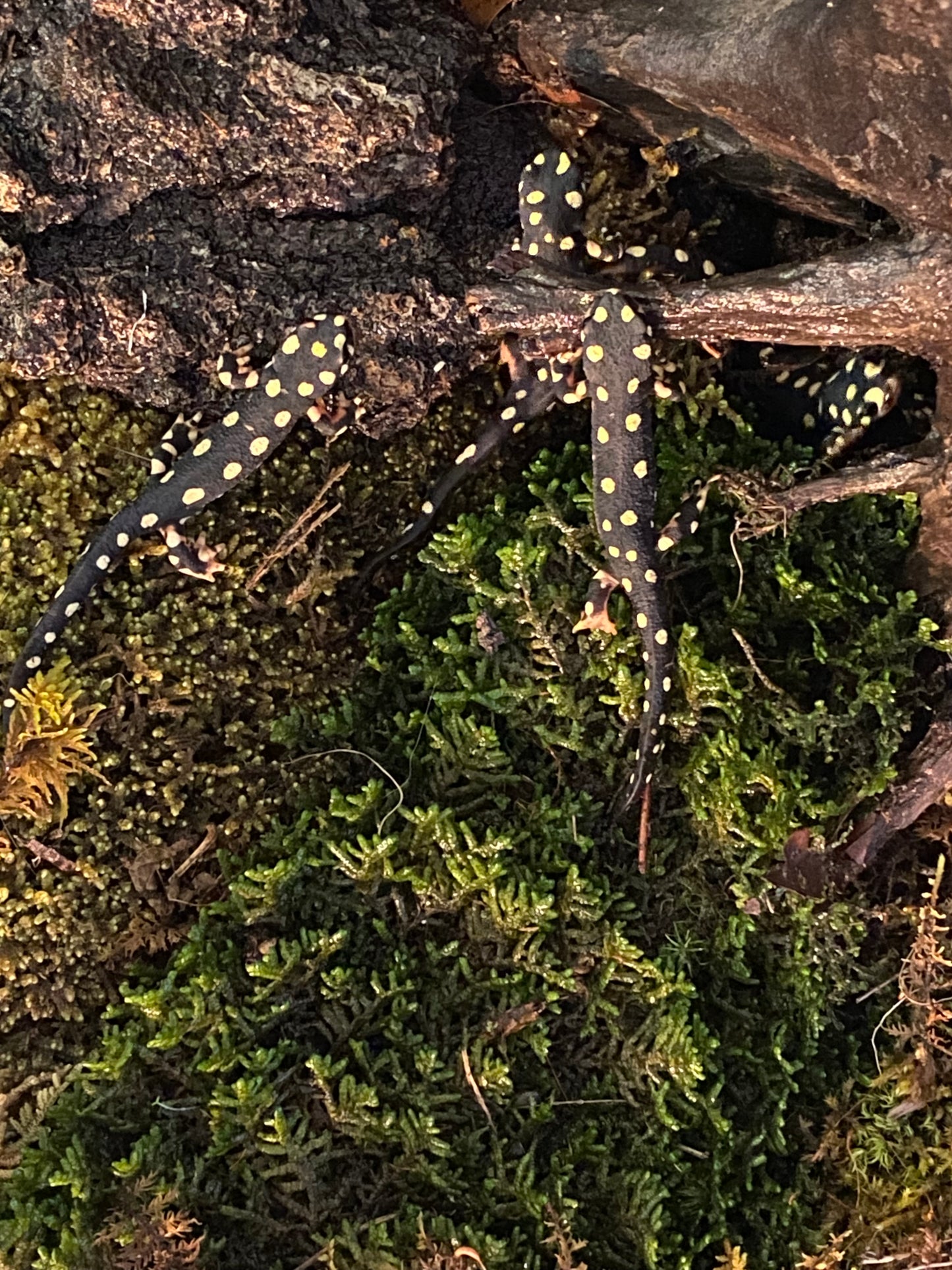 Yellow Spotted Turkish Newts