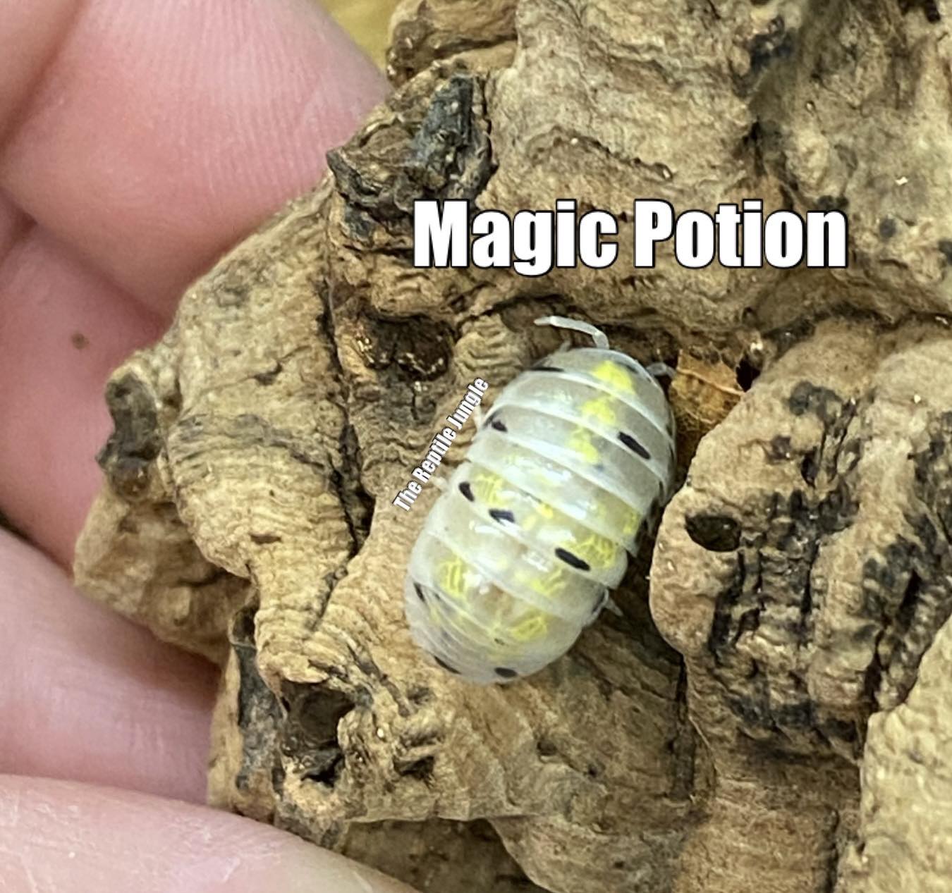 Armadillidium vulgare Magic Potion Isopods