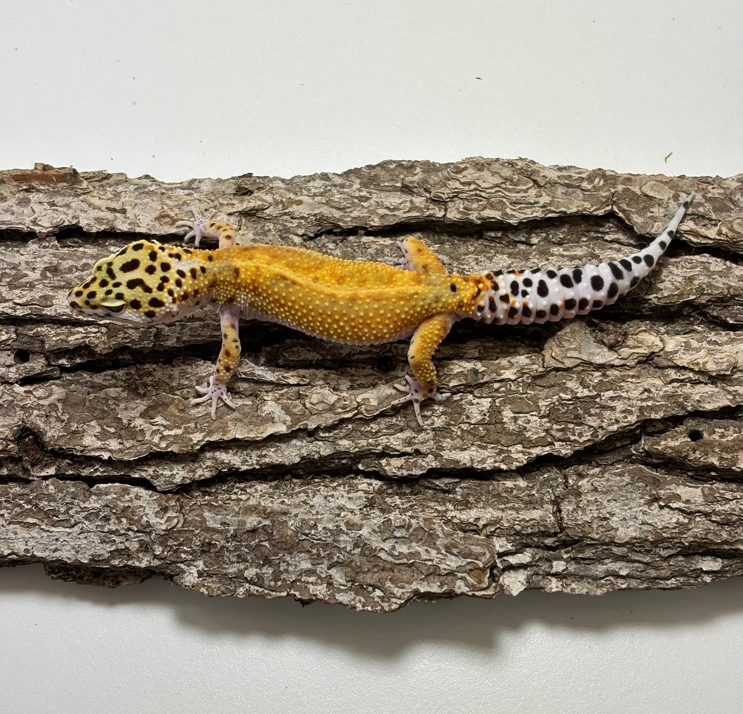 Mack Snow Electric Tangerine Leopard Gecko TRJ-17