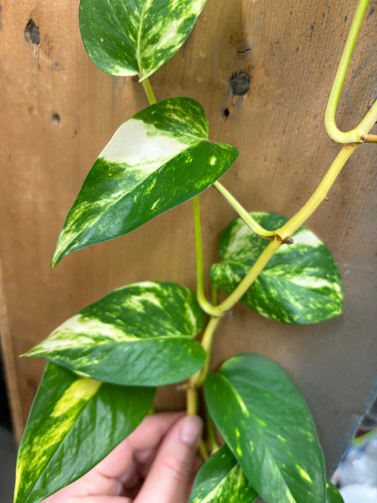 Pothos plant
