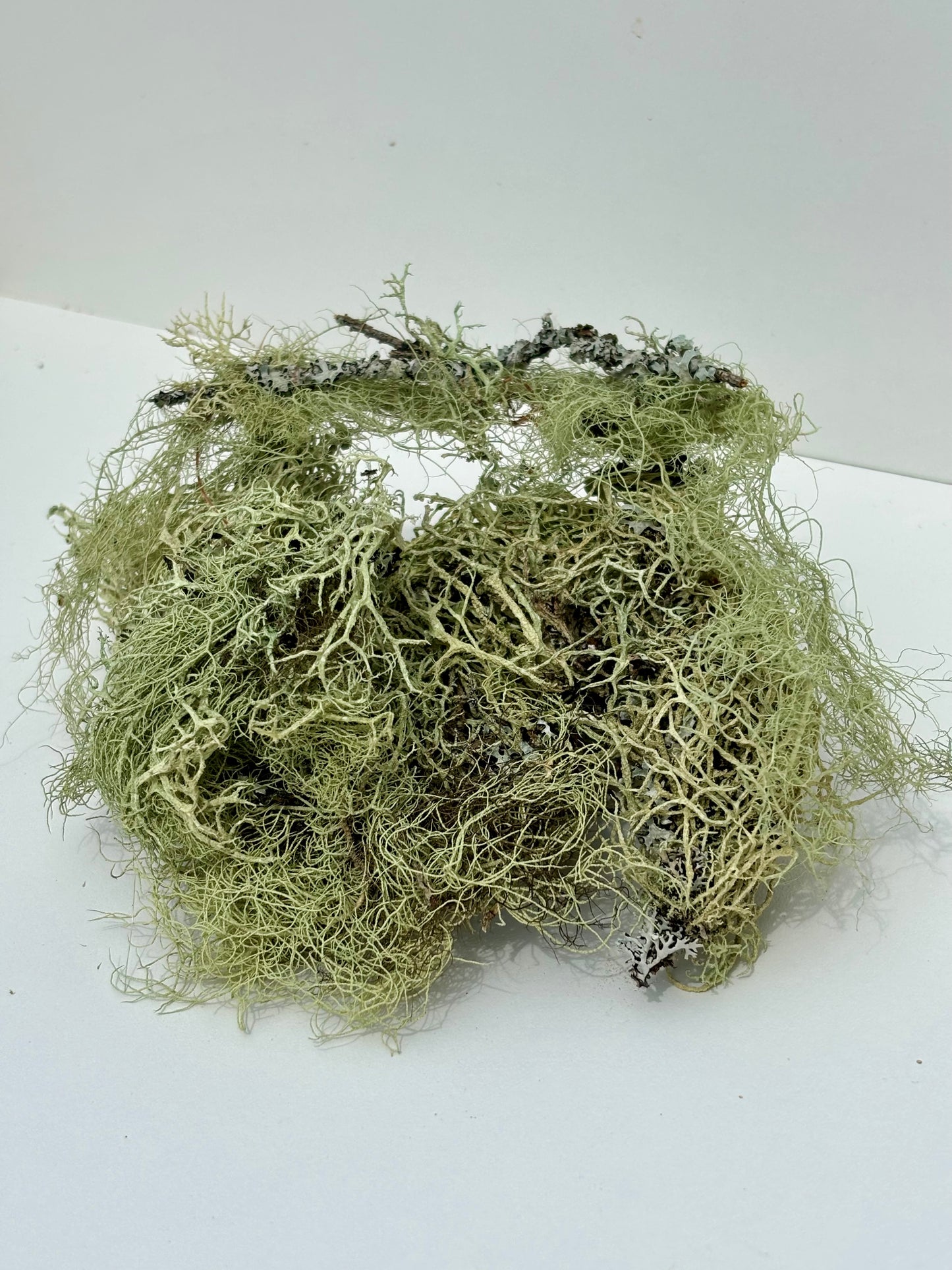 Lichen, dried lichen for reptile enclosures and isopods