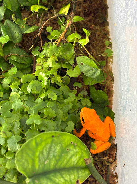 Phyllobates terribilis “Orange Blackfoot” dart frog