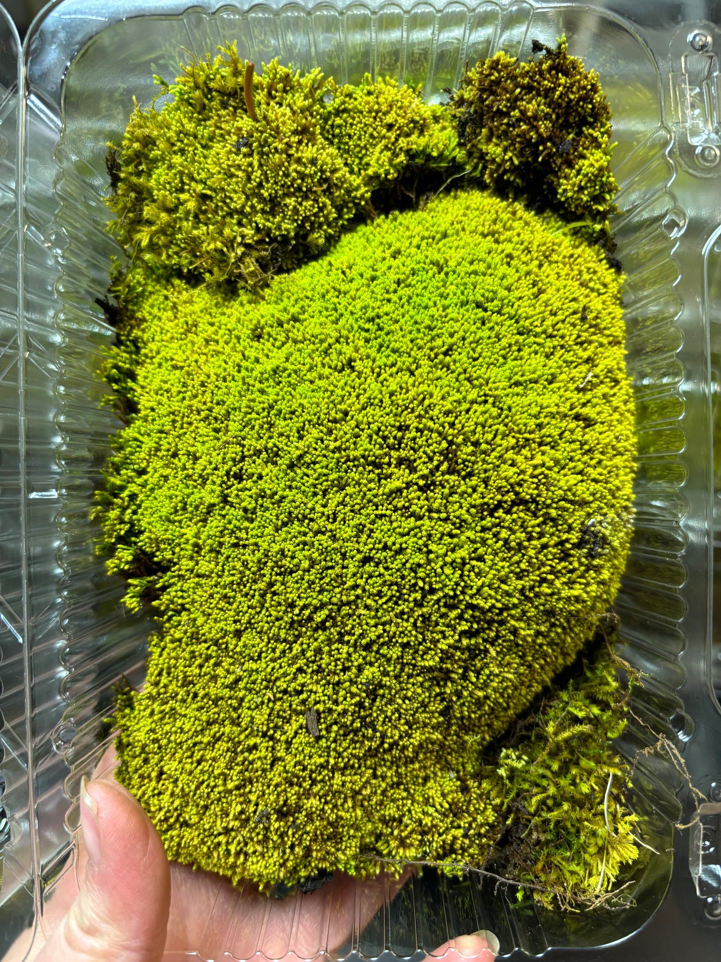 Fresh/ Live Moss