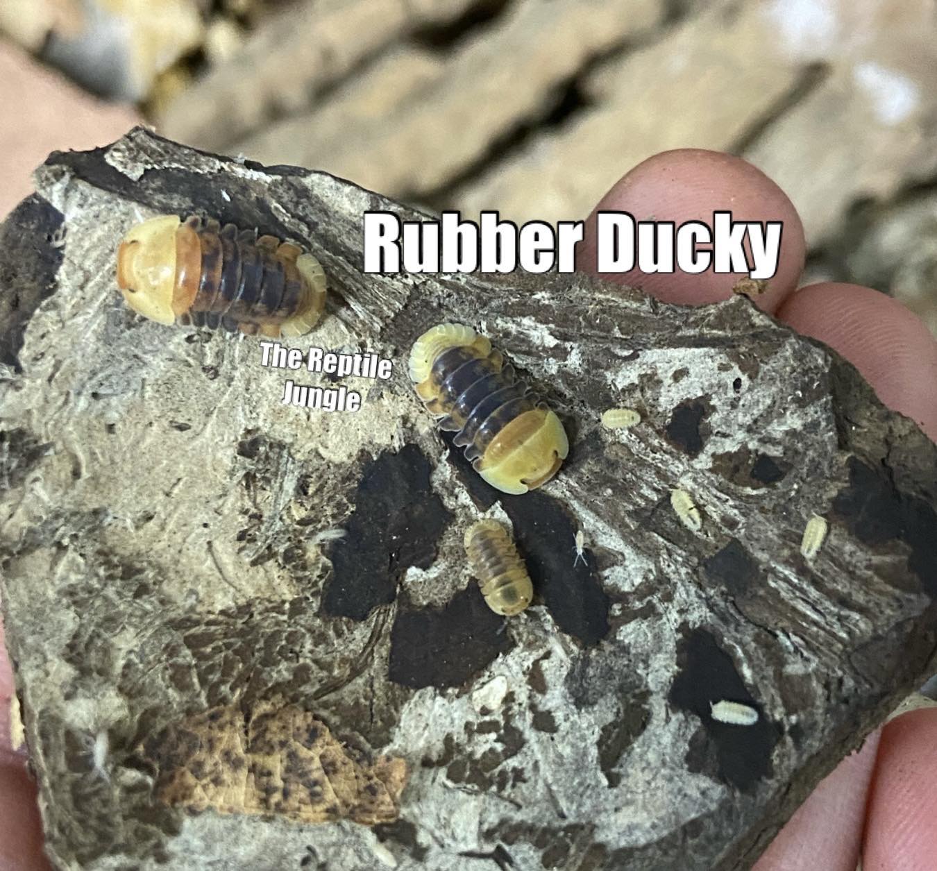 Cubaris sp Rubber Ducky Isopods