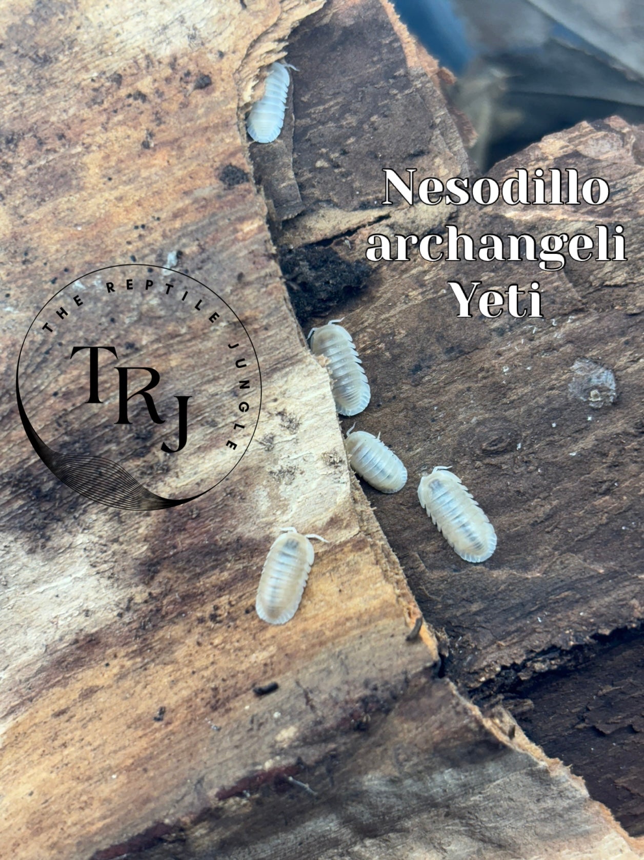 Nesodillo archangeli Yeti Isopods
