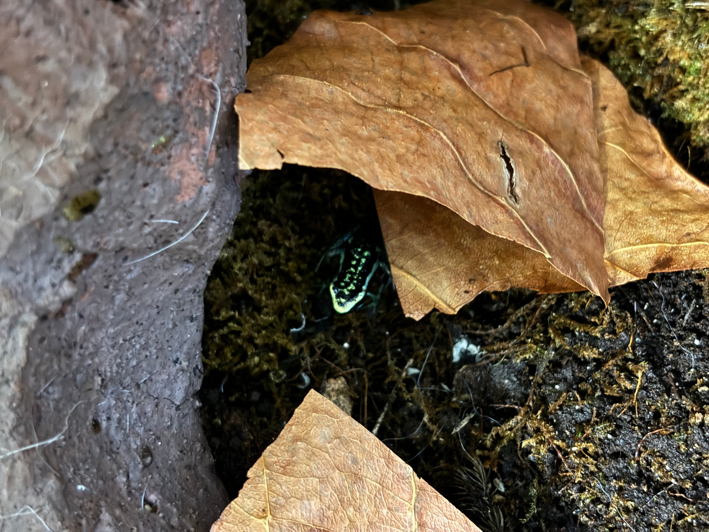 Ameerega bassleri Chrome Dart Frog