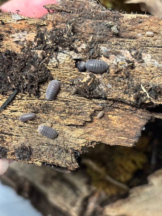 Cubaris sp. Black Panda Isopod