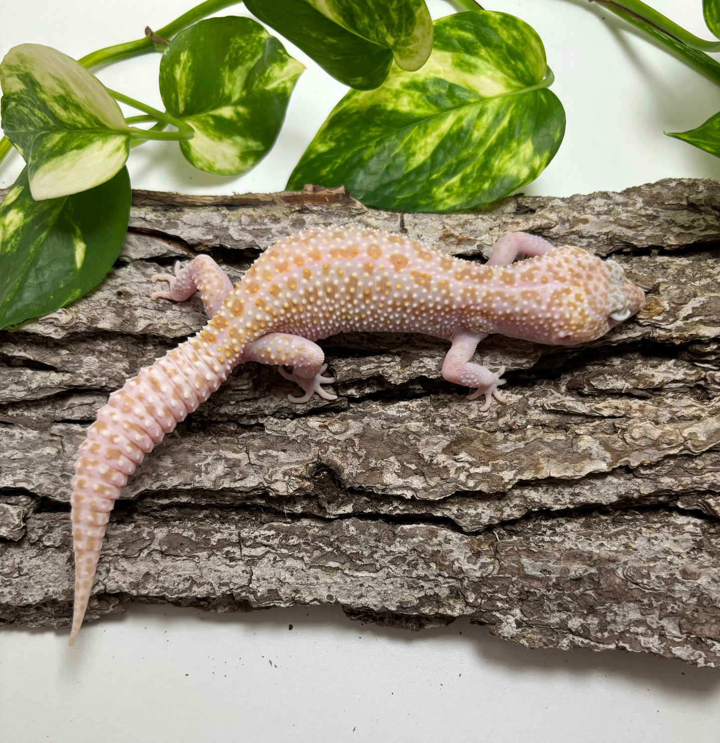 Super Nova Female Leopard Gecko TRJ-35