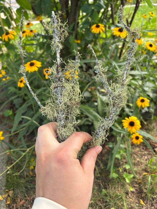 Lichen Branch, 8-11 inch, dried lichen for reptile enclosures and isopods