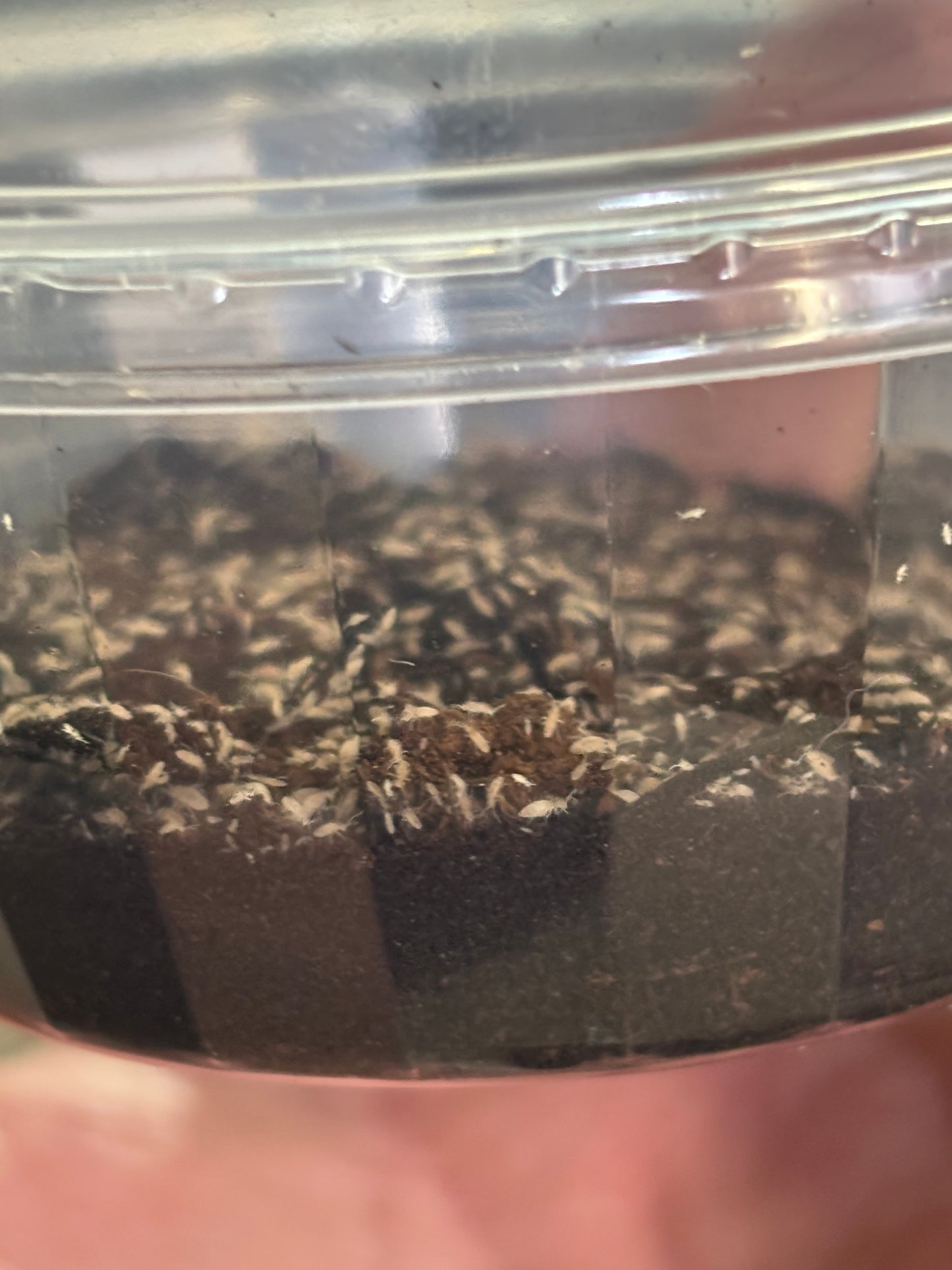 White Spring Tail Culture