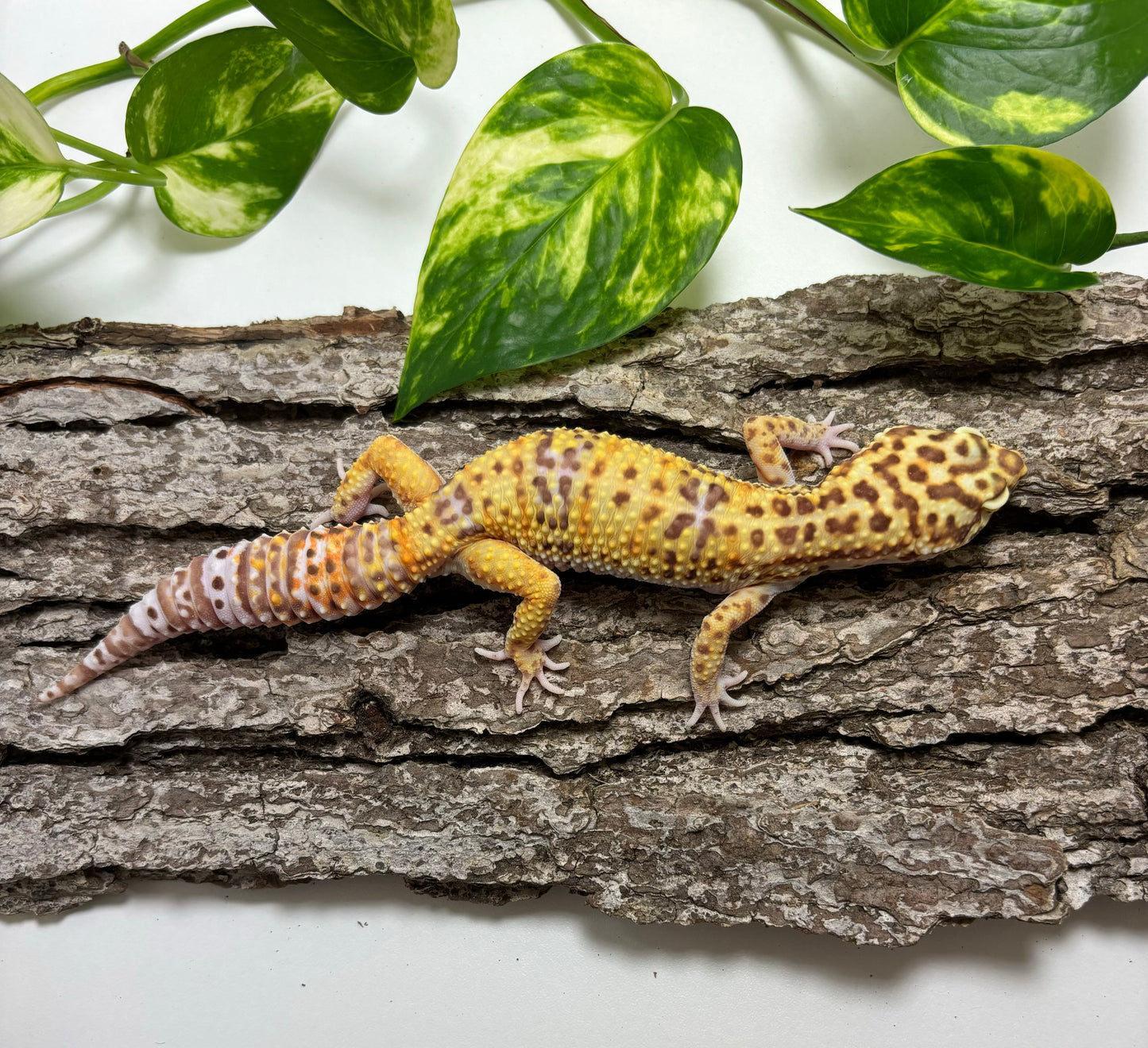 White & Yellow Bell Albino Leopard Gecko TRJ-20