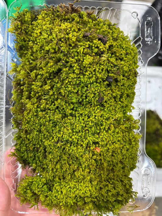 Fresh / Live Moss (Small), Terrarium Moss, Growing Moss, Moss Floor