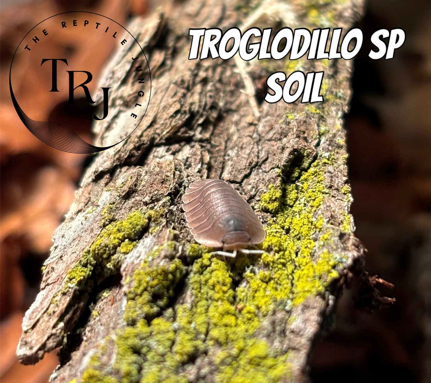 Troglodillo sp Soil Isopods