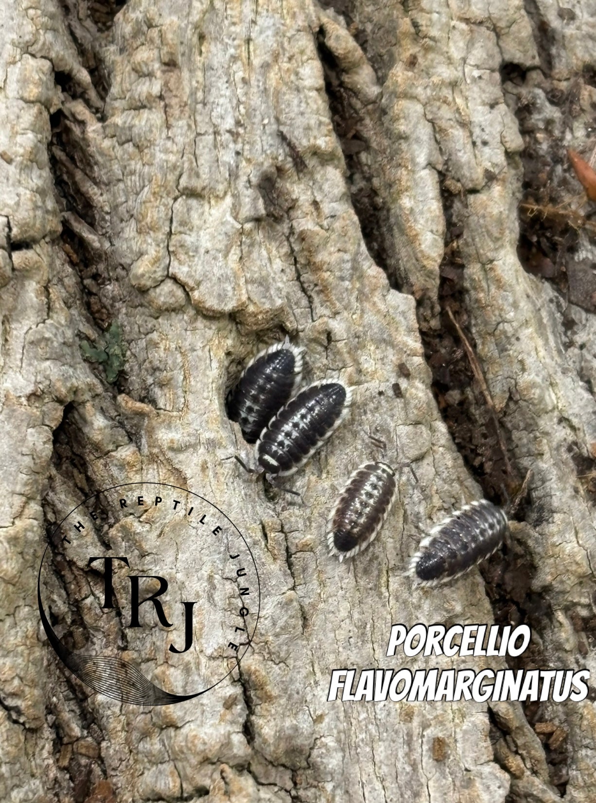 Porcellio flavomarginatus Isopods