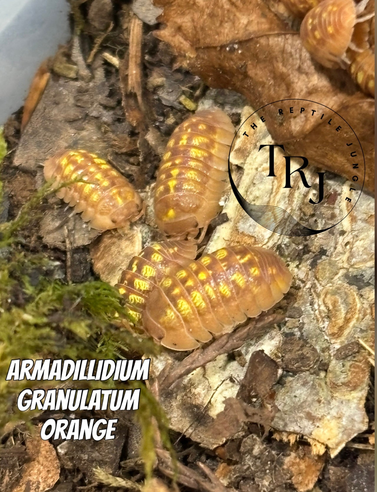 Armadillidium granulatum Orange Isopods