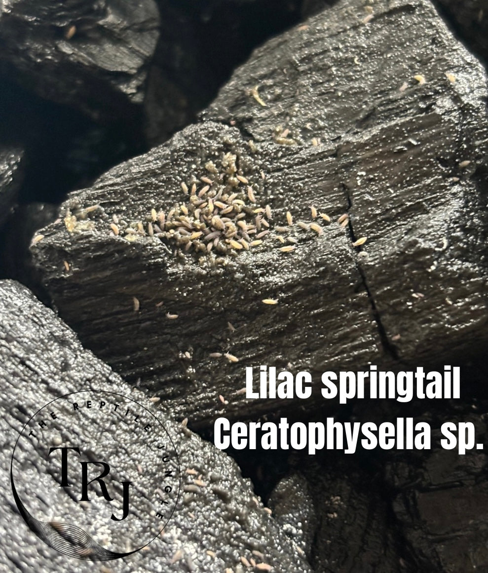 Lilac Springtail Culture, Springtails